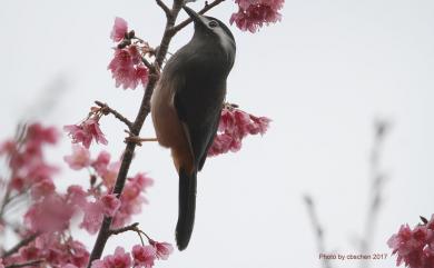 Heterophasia auricularis (Swinhoe, 1864) 白耳畫眉