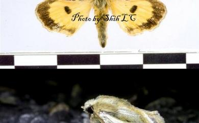 Alloasteropetes olivacea Kishida & Machijima, 1994 岸田虎夜蛾