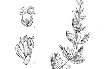 Myriophyllum spicatum L. 聚藻