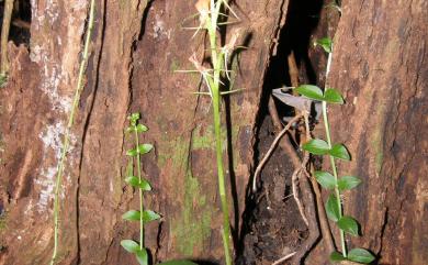 Cryptostylis arachnites (Blume) Hassk. 滿綠隱柱蘭