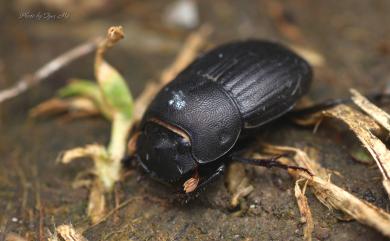 Paracopris cariniceps (Felsche, 1910) 條腳蜣螂