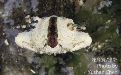 Cycloachelous granulatus (H. Milne Edwards, 1834) 顆粒梭子蟹