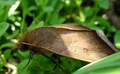 Artena dotata (Fabricius, 1794) 斜線關夜蛾