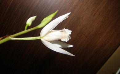 Bletilla formosana (Hayata) Schltr. 臺灣白及