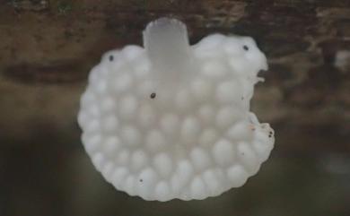 Favolaschia nipponica Kobayasi 日本膠孔菌
