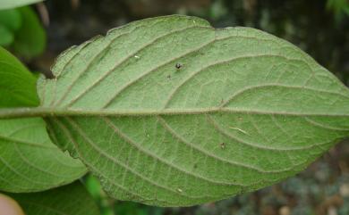 Paederia cavaleriei H.Lév. 毛雞屎藤