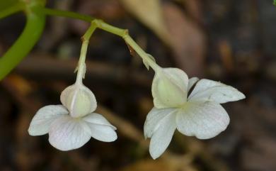 Begonia tengchiana 藤枝秋海棠