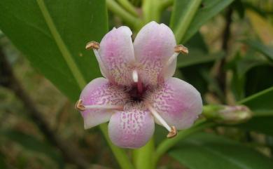 Myoporum bontioides 苦藍盤