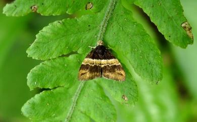 Choreutis basalis (Felder & Rogenhofer, 1875) 基紋桑舞蛾