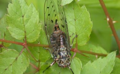 Euterpnosia alpina Chen, 2005 高山姬春蟬