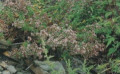 Origanum vulgare 野薄荷