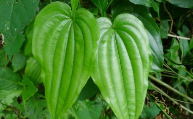 Stemona tuberosa Lour. 百部