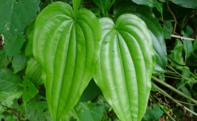 Stemona tuberosa 百部