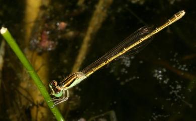 Ischnura rubilio Sélys-Longchamps, 1876 朝雲細蟌