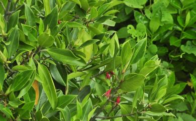 Bruguiera gymnorhiza (L.) Savigny 紅茄冬