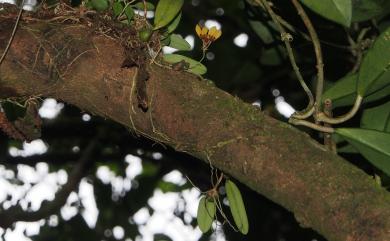 Bulbophyllum retusiusculum Rchb.f. 黃萼捲瓣蘭