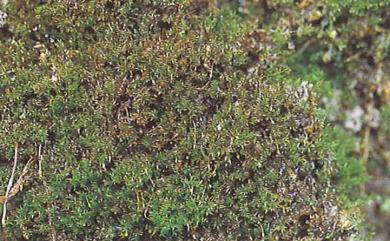 Hymenostylium recurvirostrum var. cylindricum (Bwtr.) Zand., 1982 柱蒴立膜苔