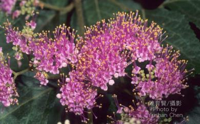 Callicarpa formosana var. formosana 杜虹花