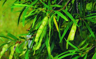 Acacia confusa 相思樹