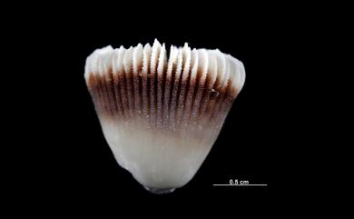 Trochocyathus philippinensis Semper, 1872 菲律賓輪杯珊瑚