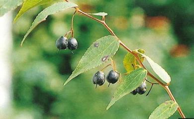 Gaultheria cumingiana S.Vidal 白珠樹