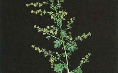 Artemisia annua 黃花蒿