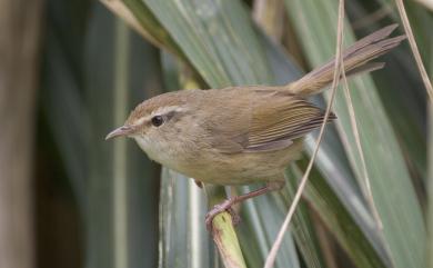 Horornis fortipes robustipes (Swinhoe, 1866) 小鶯(台灣亞種)