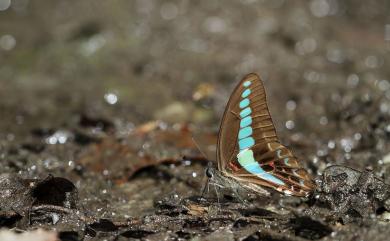 Graphium sarpedon connectens (Fruhstorfer, 1906) 青鳳蝶