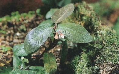 Ardisia maclurei Merr. 麥氏紫金牛