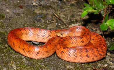 Oligodon formosanus (Günther, 1872) 赤背松柏根