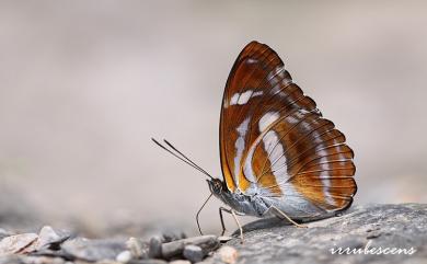 Athyma cama zoroastres Butler, 1877 雙色帶蛺蝶