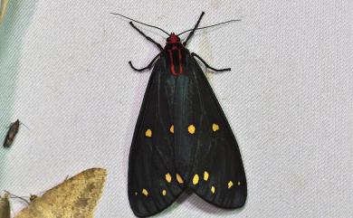 Taicallimorpha albipuncta (Wileman, 1910) 烏麗燈蛾
