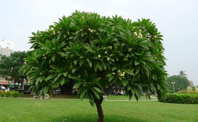 Plumeria rubra L. 雞蛋花