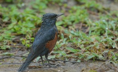 Monticola solitarius philippensis (Muller, 1776) 藍磯鶇(棕腹亞種)