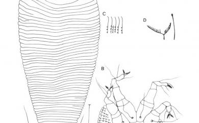 Diptilomiopus emarginatus Huang, 2001 凹葉柃木羽爪節蜱