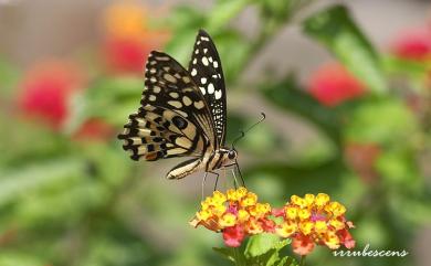 Papilio demoleus Linnaeus, 1758 花鳳蝶