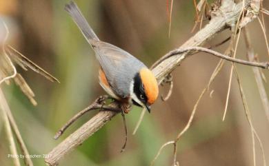 Aegithalos concinnus (Gould, 1855) 紅頭山雀