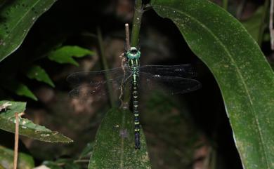 Polycanthagyna ornithocephala (McLachlan, 1883) 喙鋏晏蜓