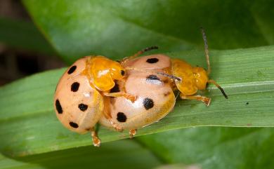 Oides decempunctata (Billberg, 1808) 十星偽瓢螢金花蟲