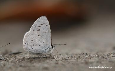 Acytolepis puspa myla Fruhstorfer, 1909 靛色琉灰蝶