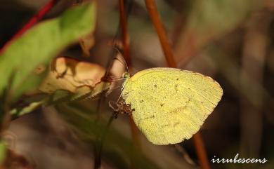 Eurema brigitta hainana 星黃蝶