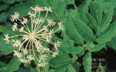 Angelica dahurica var. formosana 野當歸