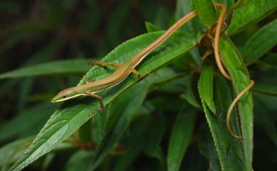 Takydromus sauteri Van Denburgh, 1909 梭德氏草蜥