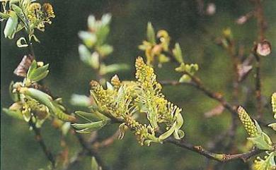 Salix taiwanalpina var. takasagoalpina 高山柳