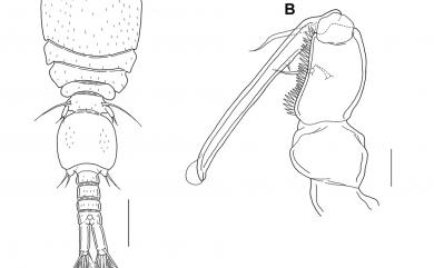 Anchimolgus nasutus Humes, 1996 長吻異錨珊虱