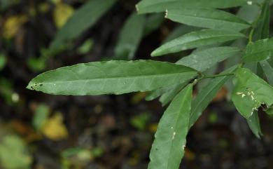 Capparis acutifolia Wight 銳葉山柑