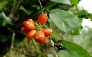 Pothos chinensis (Raf.) Merr. 柚葉藤