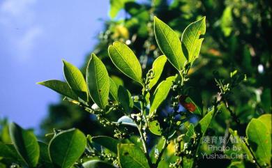 Glochidion rubrum Blume 細葉饅頭果