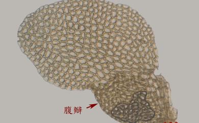 Lejeunea pallide-virens S. Hatt. 白綠細鱗蘚
