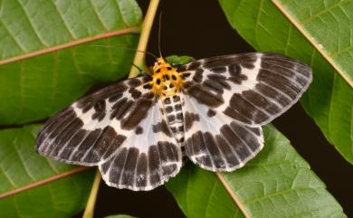 Pogonopygia nigralbata nigralbata Warren, 1894 雙排緣尺蛾